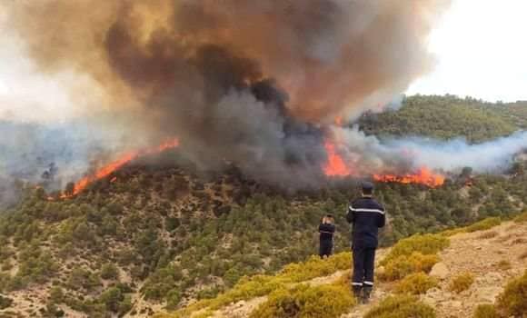 De gigantesques incendies à El Taref, Soug Ahras et Sétif