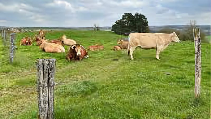 Agriculture: arret « immédiat » de l’importation de bovins Français