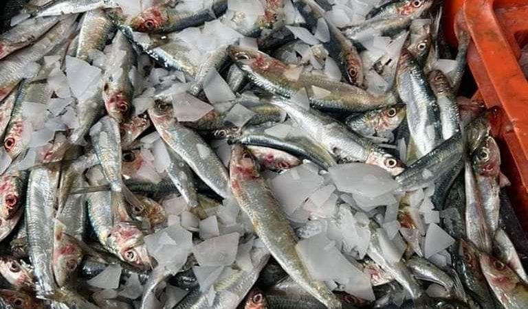وزارة الصيد البحري: استيراد 10 طن من السردين التونسي