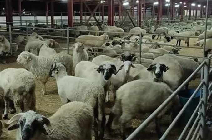 ألفيار: الماشية المستوردة من رومانيا موجهة للذبح وليس لعيد الأضحى